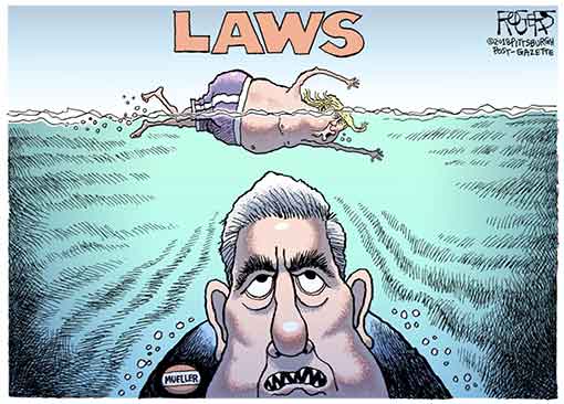 mueller-shark.jpg